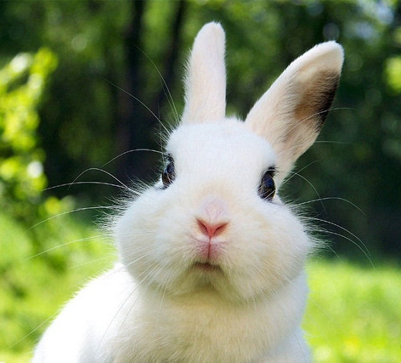 GPRS氨气传感器应用