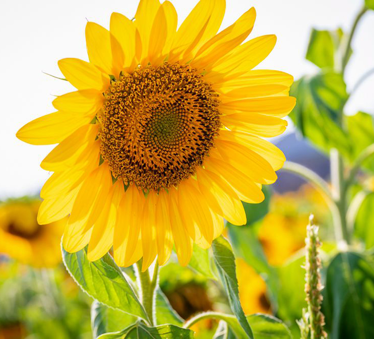 光照度传感器的应用