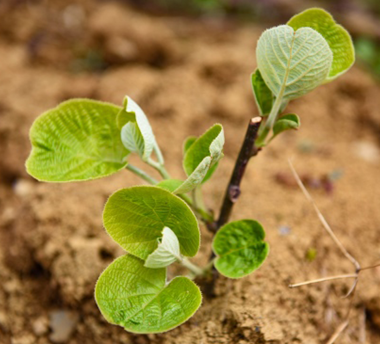 土壤PH传感器的应用